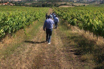 Hiking in Arrábida with wine tasting in Productor da Serra