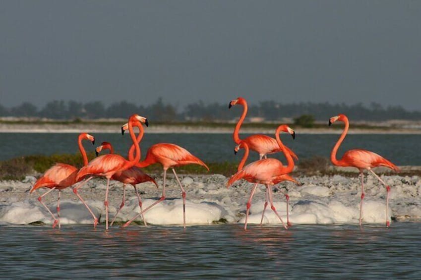 If you have lucky you can find flamingos