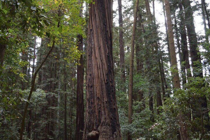 Option to visit Henry Cowell Redwoods State Park