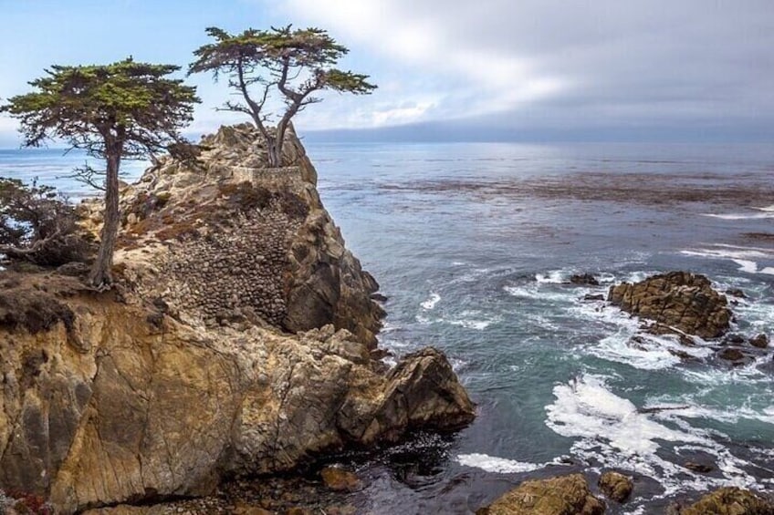 Lone Cypress 17 Miles Dr.