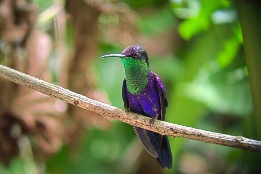 Guided Tour in Manuel Antonio National Park
