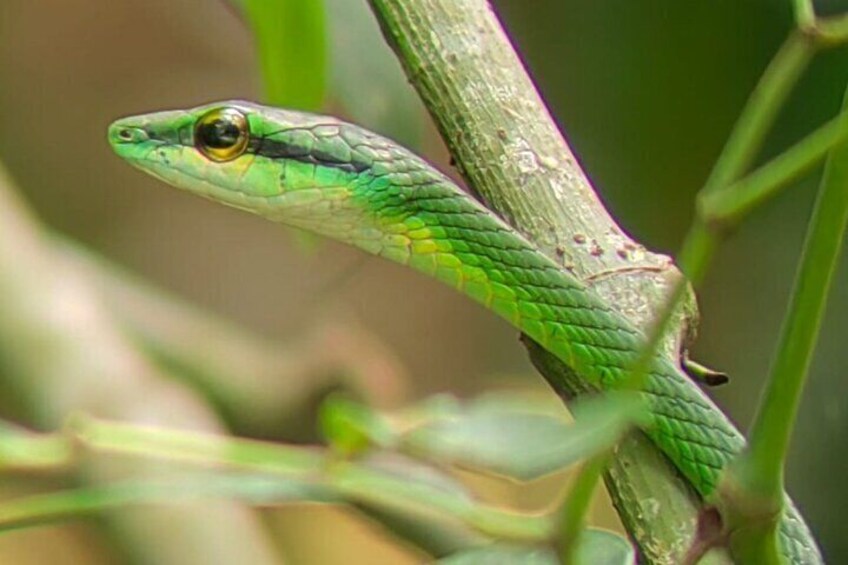 Manuel Antonio National Park: Guided tour to see animals