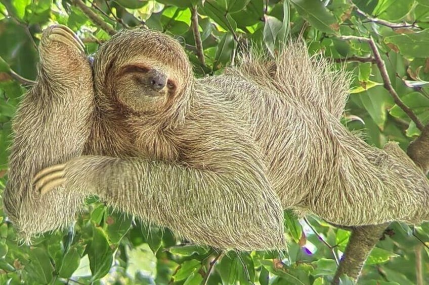 Manuel Antonio National Park guided tour