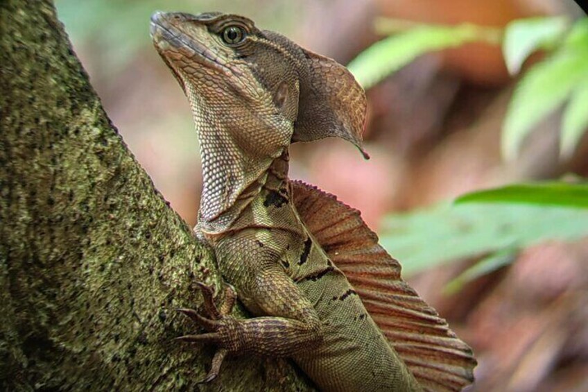 Manuel Antonio National Park guided tour