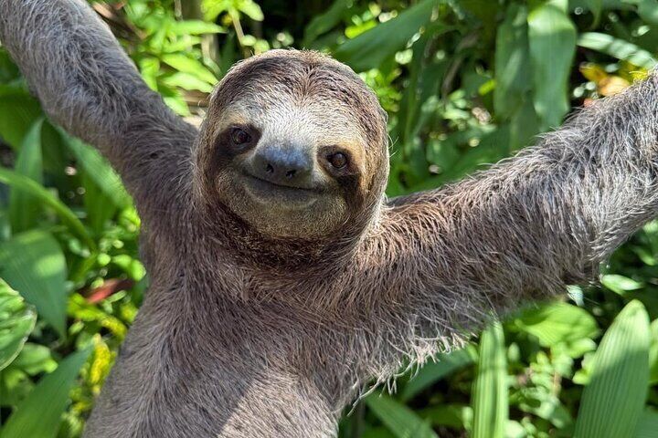 Manuel Antonio National Park: Guided tour to see animals