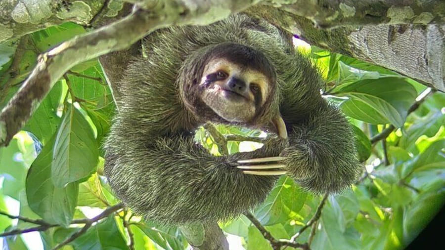 Manuel Antonio National Park: Guided tour to see animals