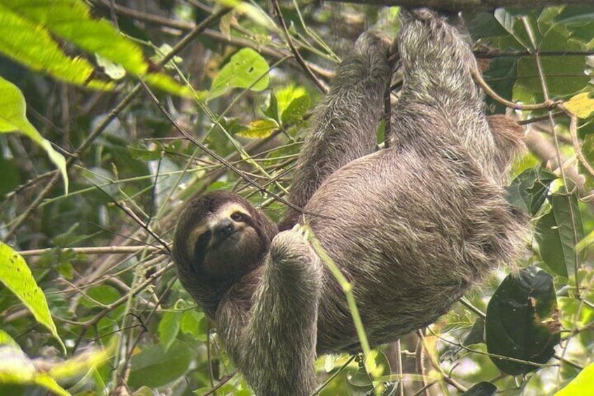 Guided Tour in Manuel Antonio National Park