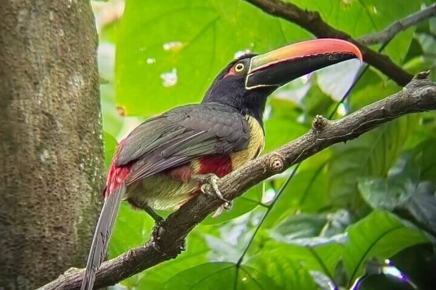 Manuel Antonio National Park: Guided tour to see animals
