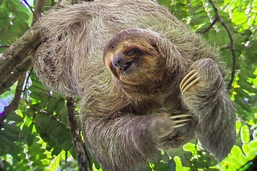Beautiful 3-clawed sloth sunbathing