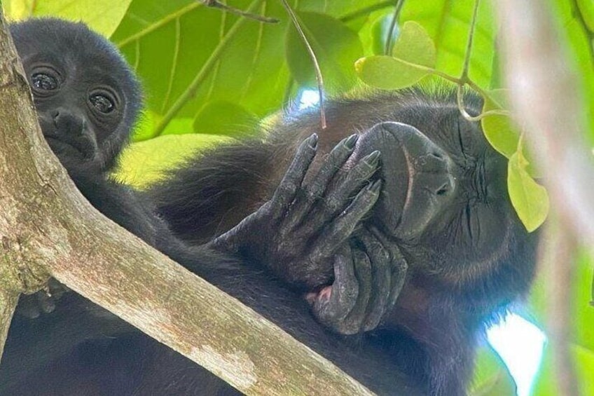  howler monkey with its beautiful baby