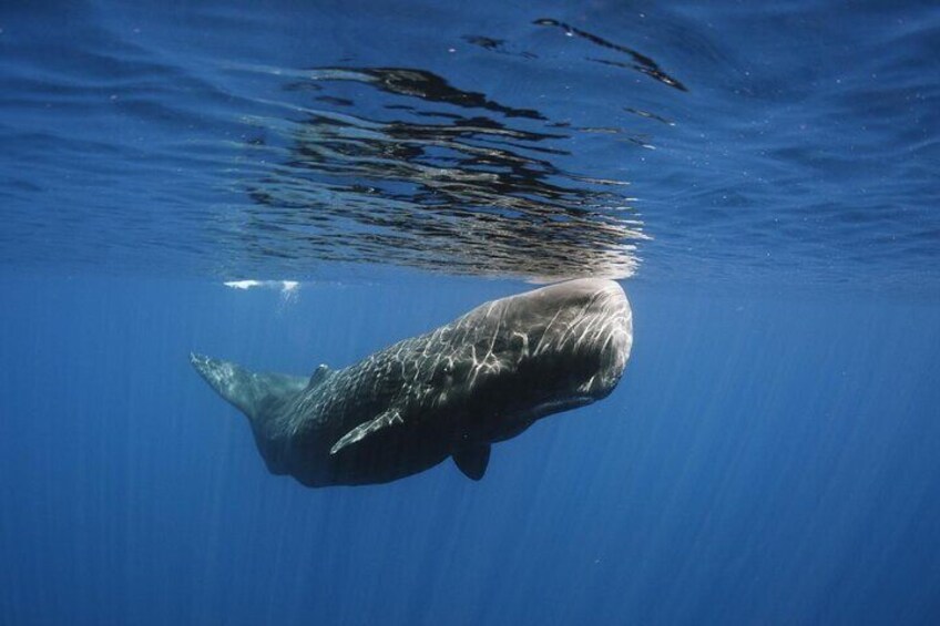 Whale and Dolphin Watching in Kalpitiya