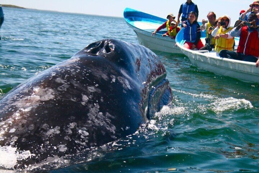 Whale and Dolphin Watching in Kalpitiya