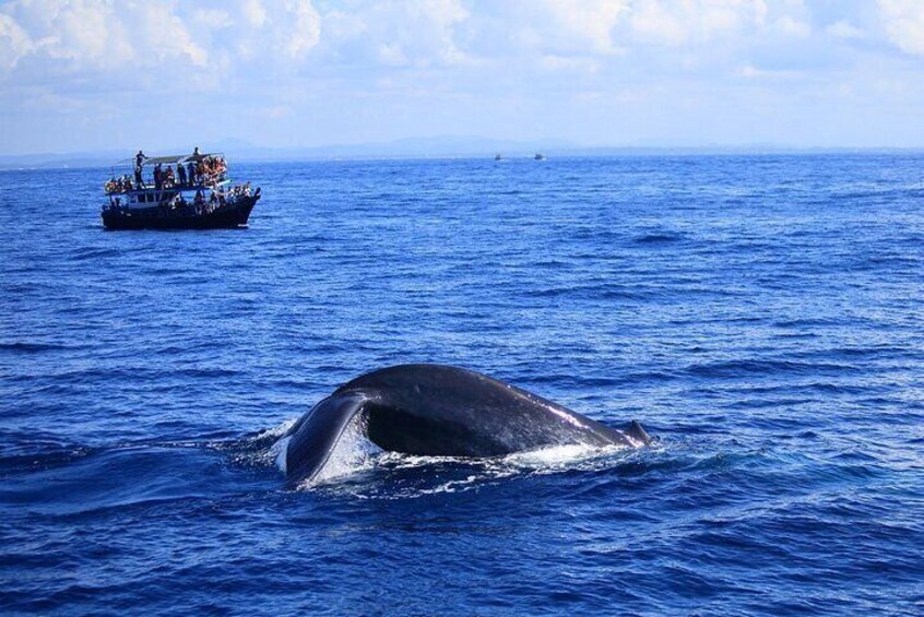 Whale and Dolphin Watching in Kalpitiya