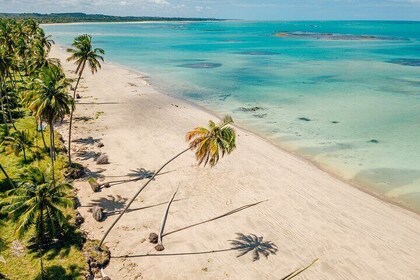 Ipioca Beach Tour from Maceió