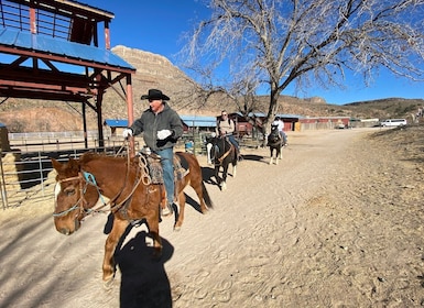 Paseo a caballo por el bosque de árboles de Joshua con búfalos y almuerzo