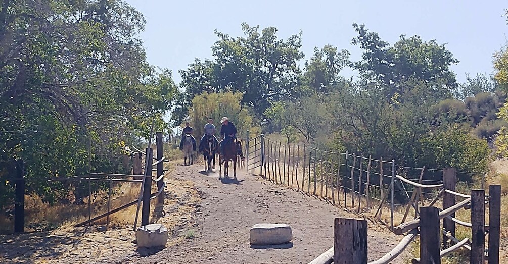 Picture 17 for Activity Horseback Ride thru Joshua Tree Forest with Buffalo & Lunch