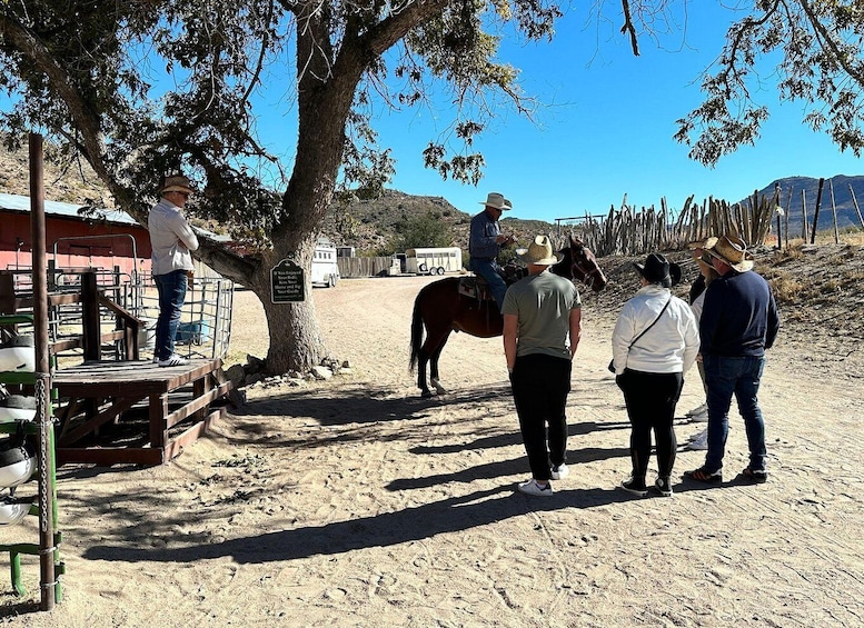 Picture 23 for Activity Horseback Ride thru Joshua Tree Forest with Buffalo & Lunch