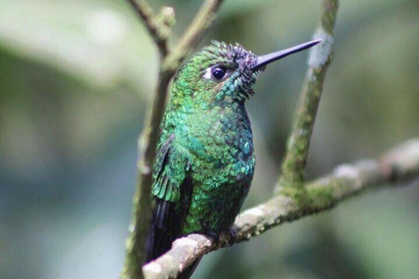  Poas Volcano National Park Tour and Bird watching in Costa Rica