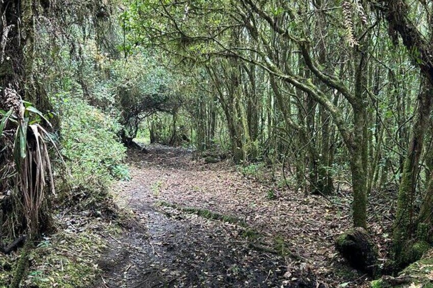  Poas Volcano National Park Tour and Bird watching in Costa Rica