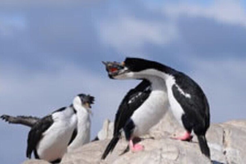 3-Hour Tour Sailing through the Beagle Channel