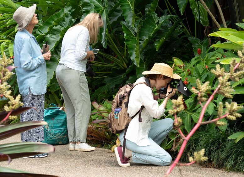 Picture 11 for Activity Cairns: Insect Photography Tour of Cairns Botanic Gardens