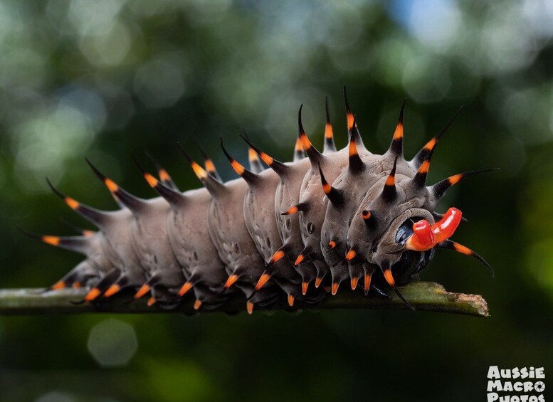 Cairns: Insect Photography Tour of Cairns Botanic Gardens