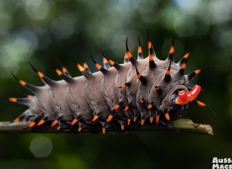 Cairns: Insect Photography Tour of Cairns Botanic Gardens