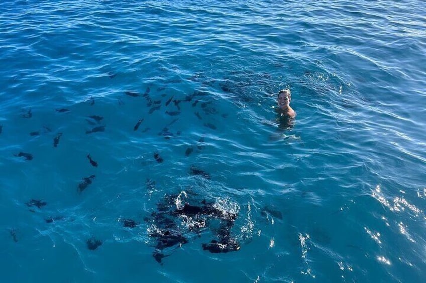 Waikiki small group turtle snorkeling & sailing 