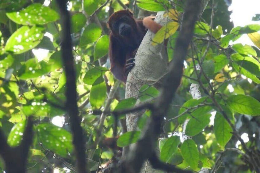 UTV Safari: Explore Wildlife & Nature at Fundación Loros