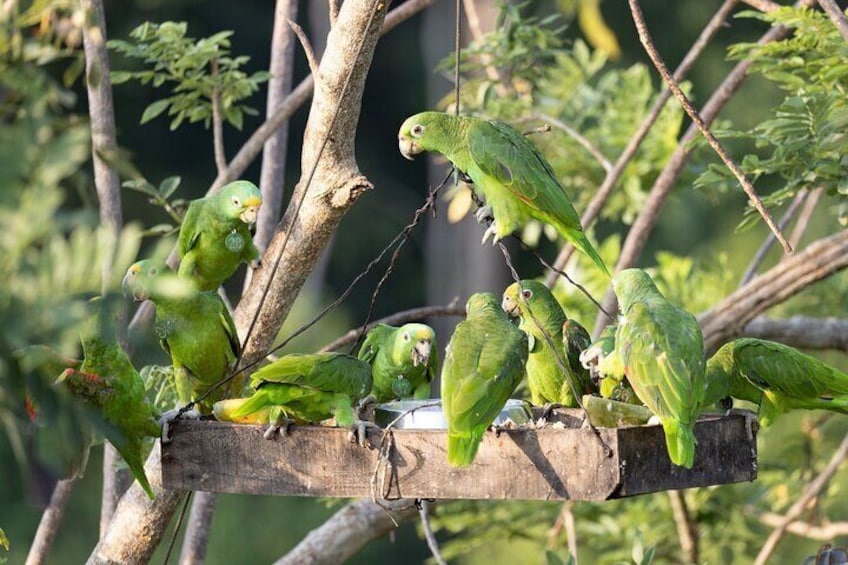 UTV Safari: Explore Wildlife & Nature at Fundación Loros