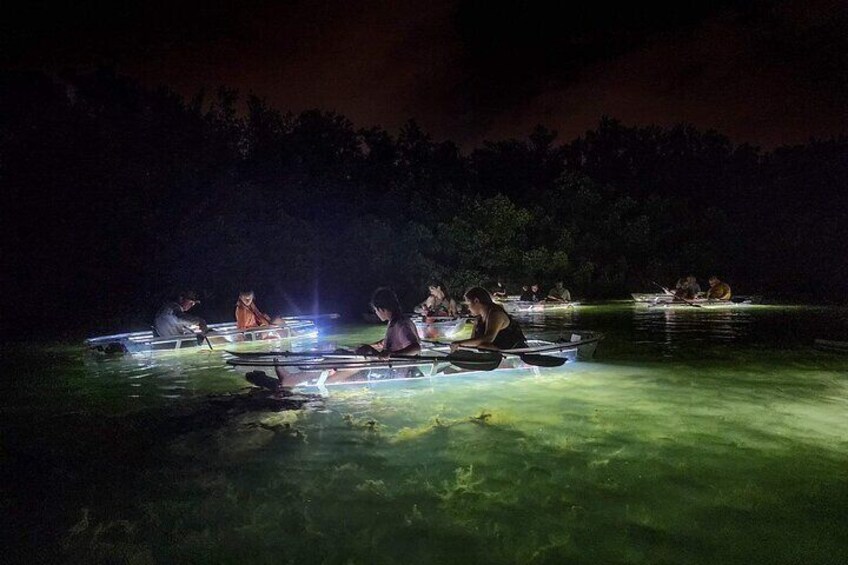 Clear Kayak LED Night Glass Bottom Tour - Siesta Key, FL