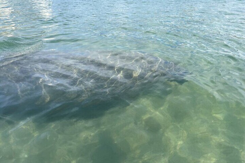 Clear Kayak Eco Tour in Jupiter, Florida