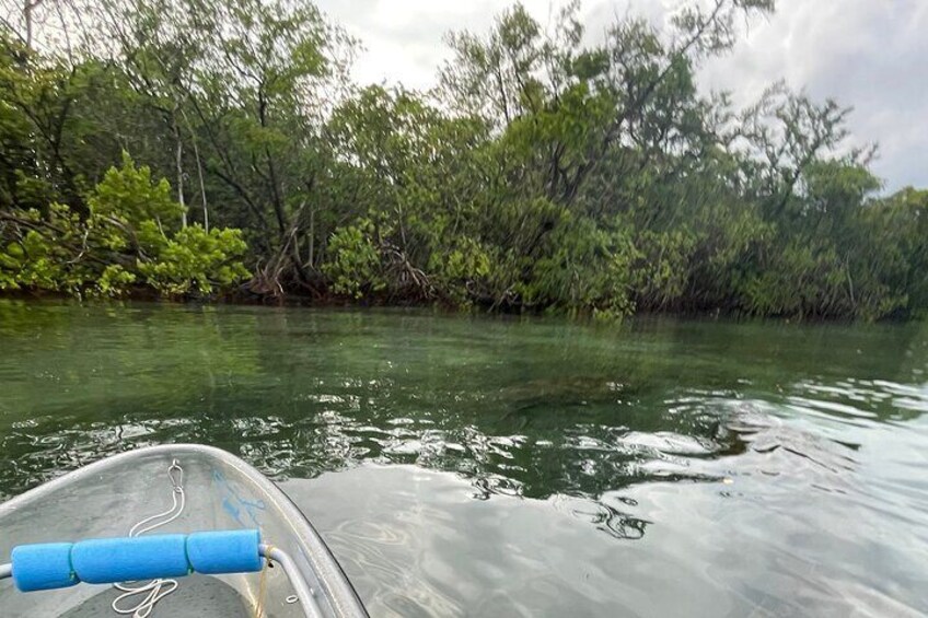 2 Hours Clear Kayaking Eco Tour in Jupiter Florida