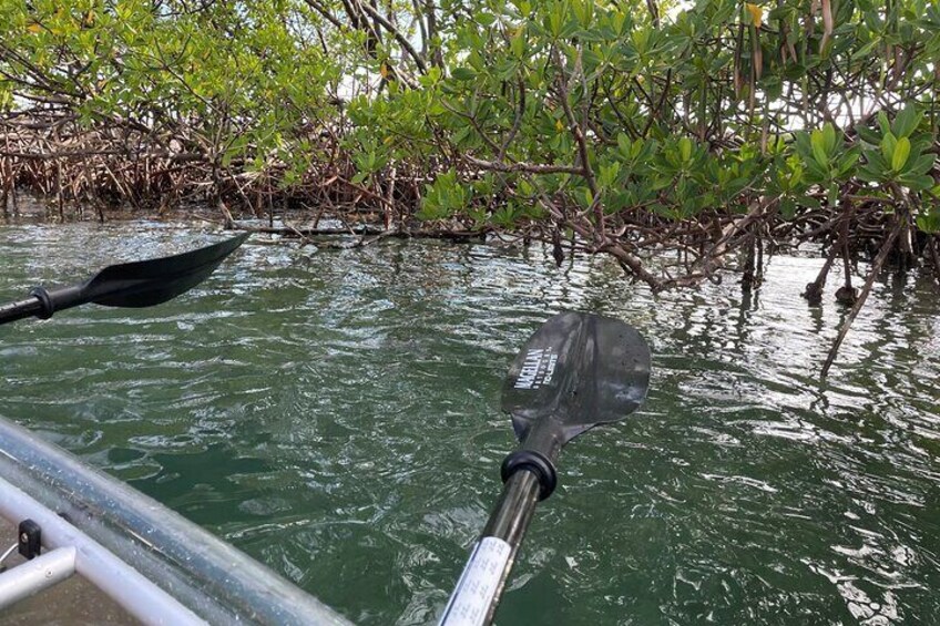 2 Hours Clear Kayaking Eco Tour in Jupiter Florida