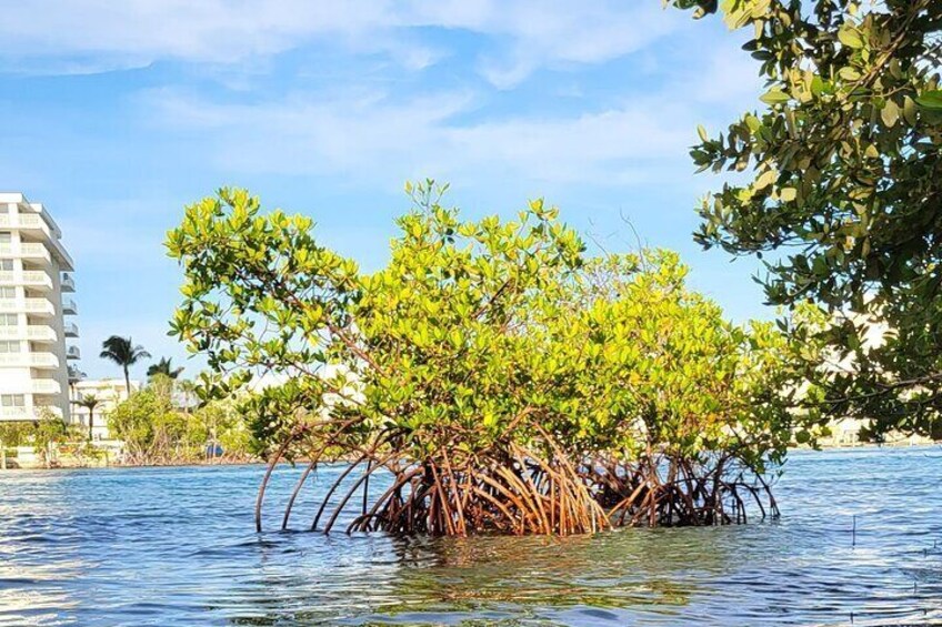 2 Hours Clear Kayaking Eco Tour in Jupiter Florida