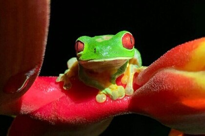 Shared Night Tour Forest Experience in Manuel Antonio