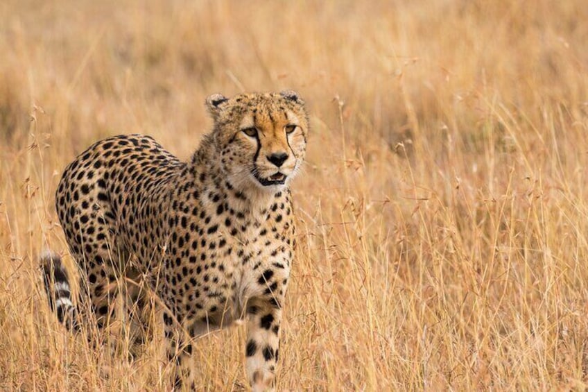 Cheetah at Masai Mara 