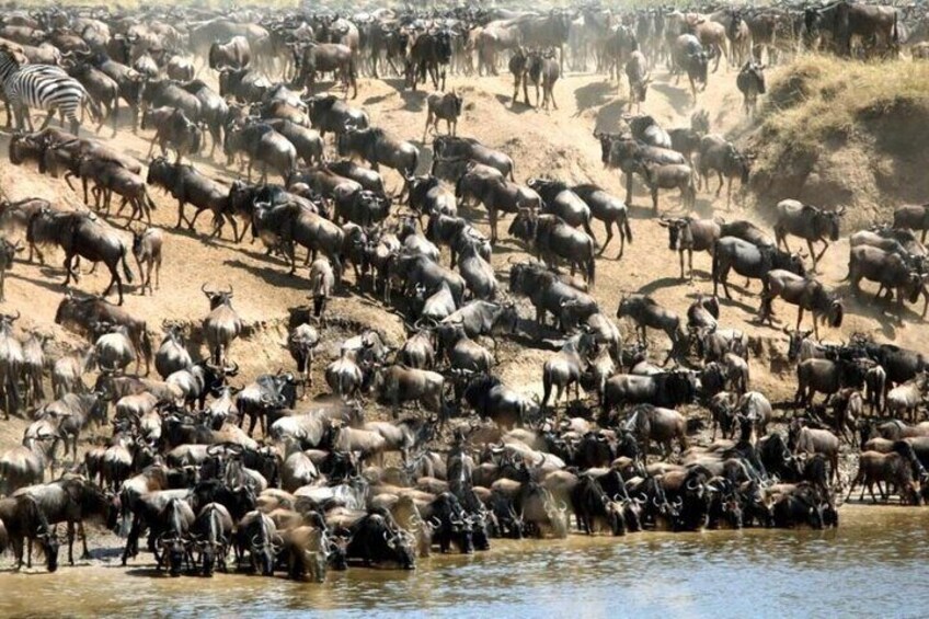 Wildebeest Migration in Kenya