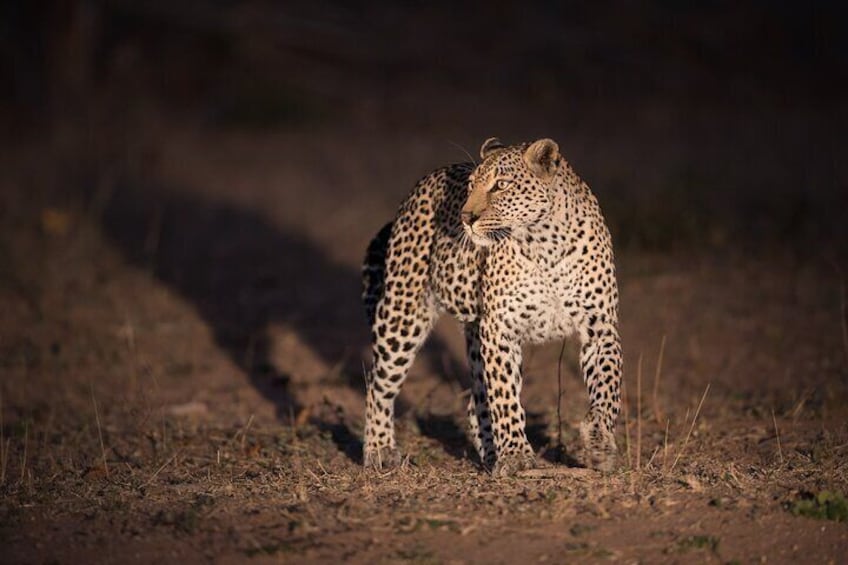 Leopard at Night at Masai Mara