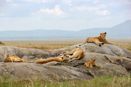 3 Days Tour Maasai Mara Safari from Nairobi