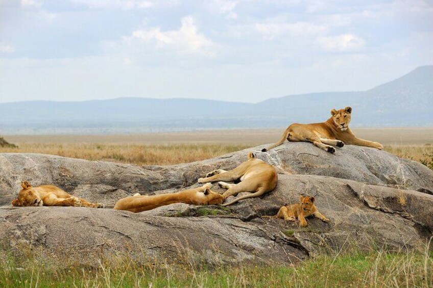 A Pride of Lion at Masai Mara 