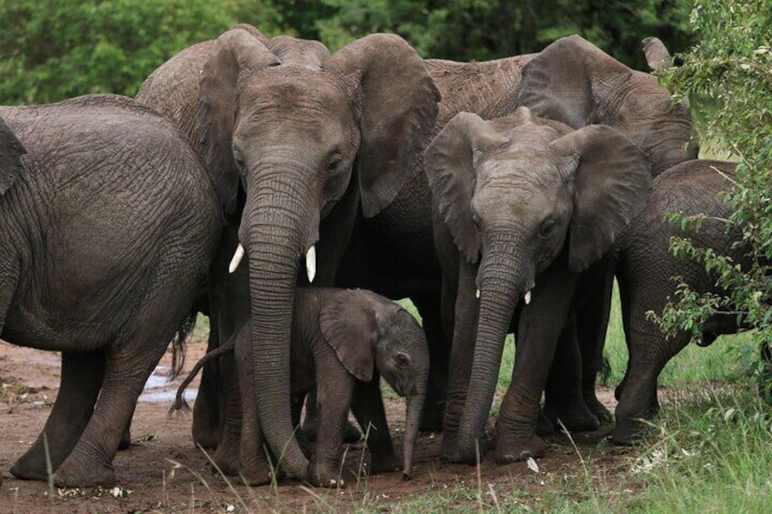 Elephants Protecting a Calve 