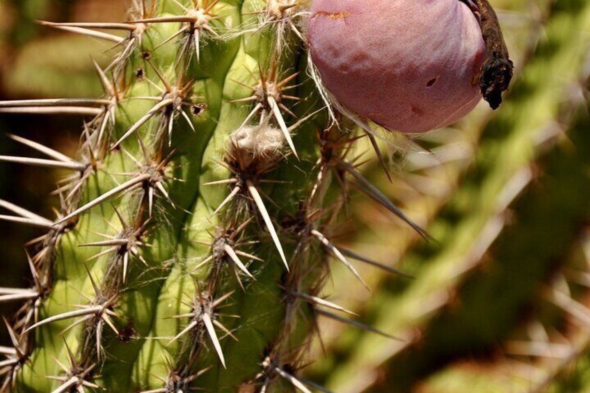 Mandacaru, typical vegetation of the backlands, seen along the walk.