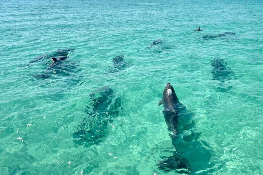 2 Hours Guided Dolphin Tour in Florida