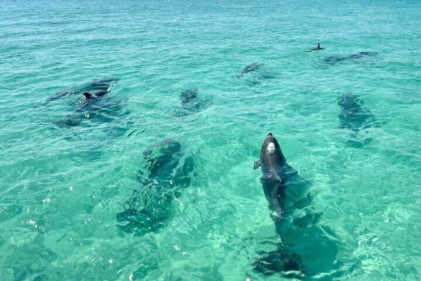 2 Hours Guided Dolphin Tour in Florida