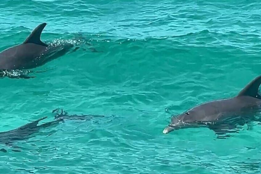 2 Hours Guided Dolphin Tour in Florida