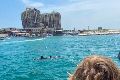 2 Hours Guided Afternoon Dolphin Tour in Florida