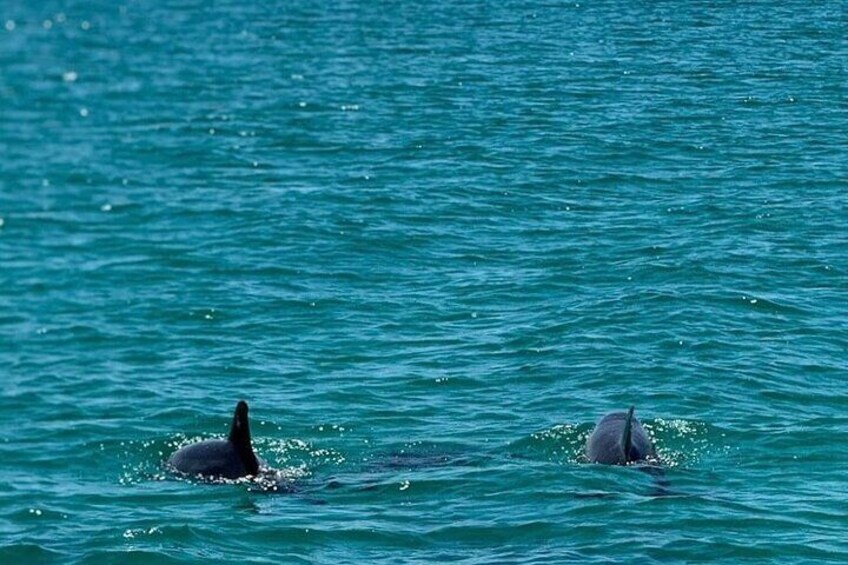 2 Hours Guided Dolphin Tour in Florida