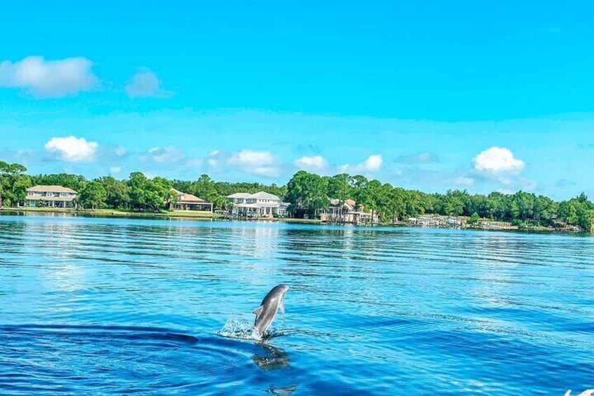 2 Hours Guided Afternoon Dolphin Tour in Florida