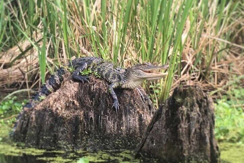 Manchac Swamp Kayak Tour - Extended 